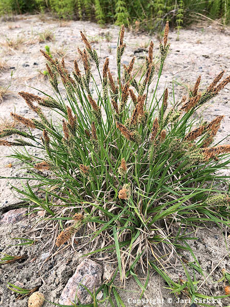 Carex nigra, jokapaikansara